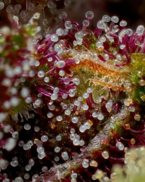 Squirt Auto Bx3 5 Feminized Autoflower Seeds - Image 2