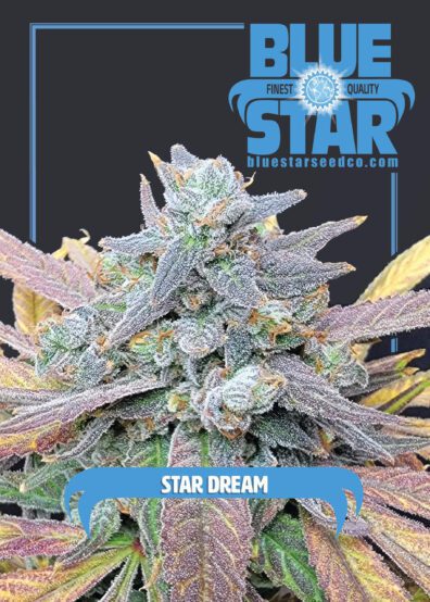 Star Dream F1 (Blue Dream x Blue Star) 4 Feminized Seeds