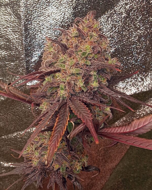 Strawnana GMO x Blackberry GMO F1 10 Regular Seeds