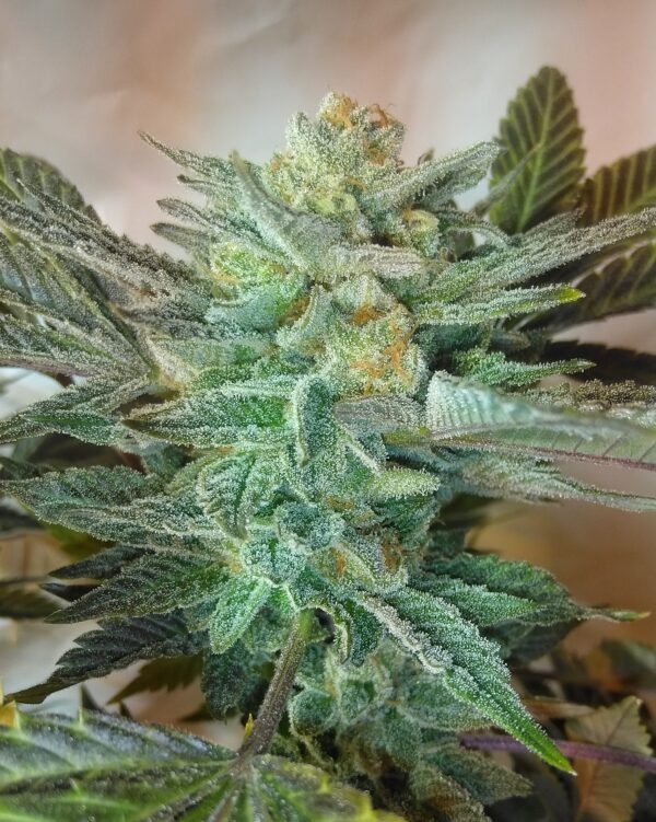 Sunburst Rocket Fuel F1 (Rocket Fuel X Sunburst Lemonade) 10 Regular Seeds - Image 2
