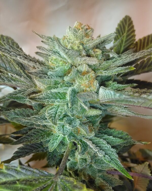 Sunburst Rocket Fuel F1 (Rocket Fuel X Sunburst Lemonade) 10 Regular Seeds