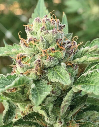 Apple Blossom Auto 10 Feminized Autoflower Seeds