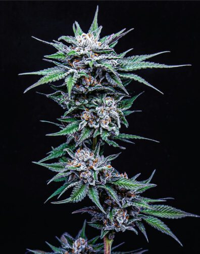 Blueberry Pancakes 10 Feminized Seeds
