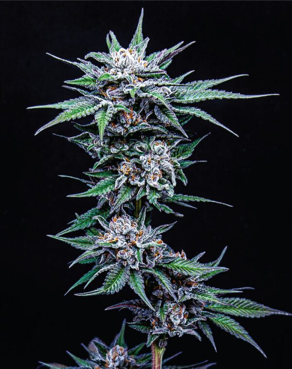 Blueberry Pancakes 10 Feminized Seeds