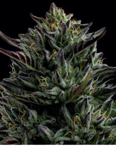 California Octane 10 Feminized Seeds
