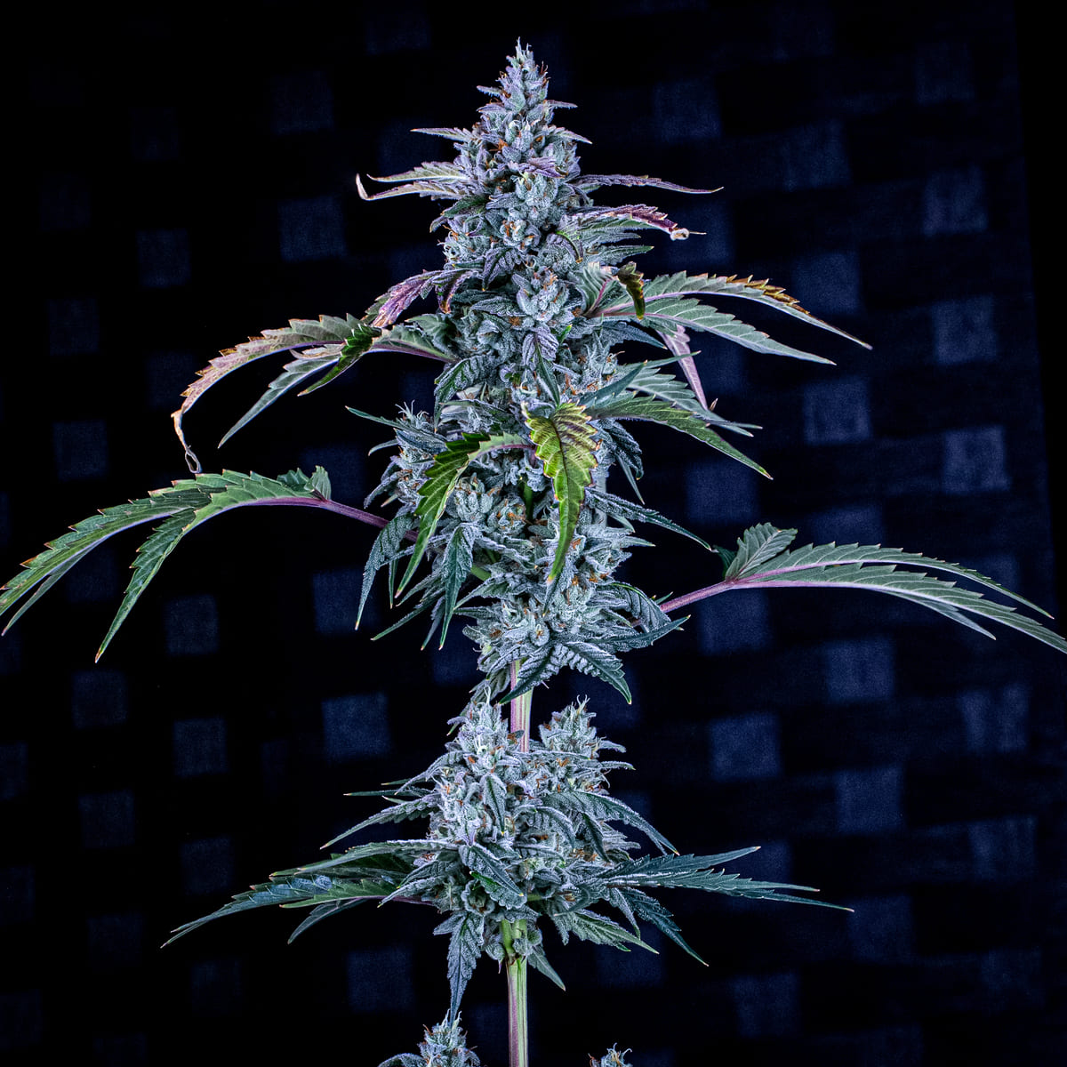 Fugue State Auto F4 Auto 3 Feminized Autoflower Seeds