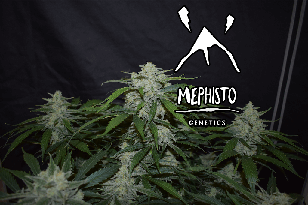 Fugue State Auto F4 Auto 3 Feminized Autoflower Seeds - Image 6