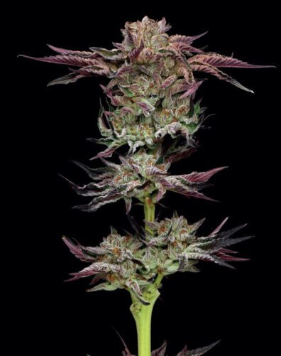 Jelly Donutz Bx2 10 Feminized Seeds