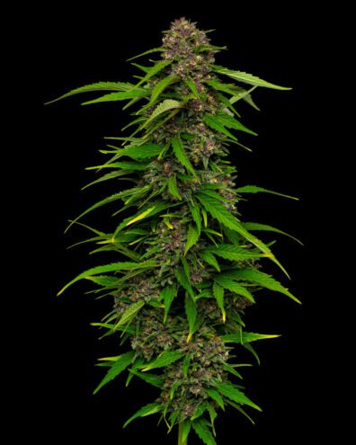 Squirt Auto Bx3 5 Feminized Autoflower Seeds