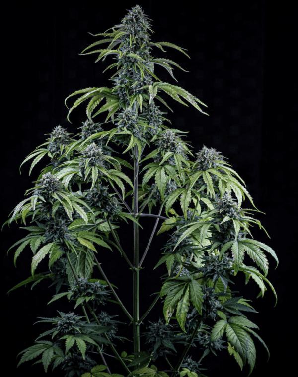 24 Carat Auto F6 3 Feminized Autoflower Seeds - Image 2