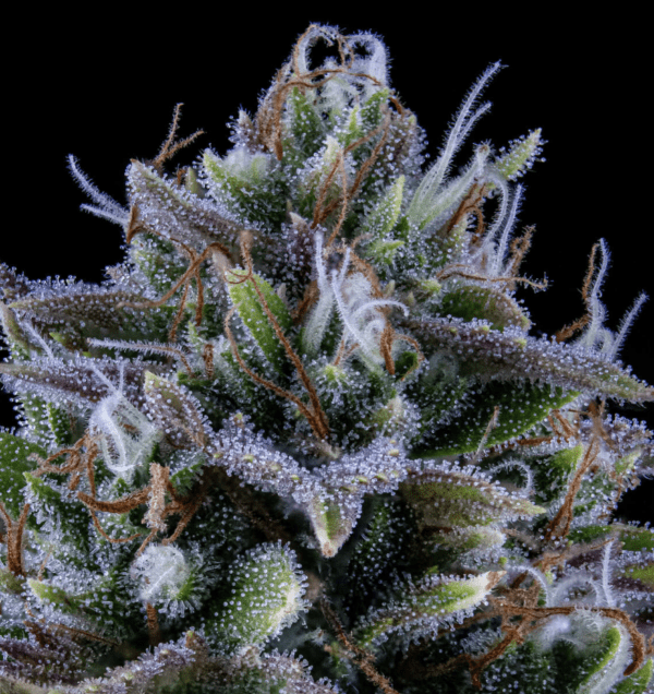 24 Carat Auto F6 3 Feminized Autoflower Seeds - Image 4