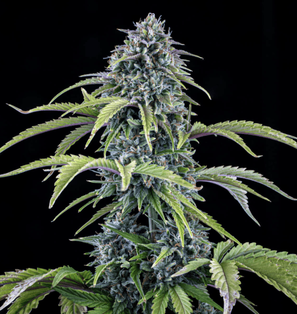 24 Carat Auto F6 3 Feminized Autoflower Seeds - Image 3
