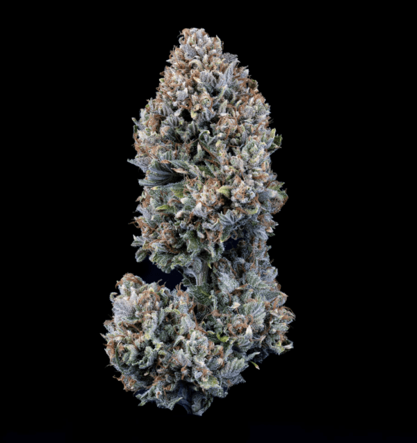 24 Carat Auto F6 3 Feminized Autoflower Seeds - Image 5