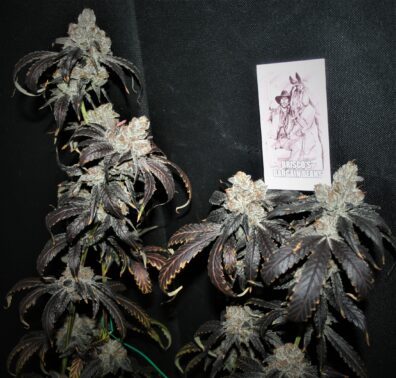 Banana Punchsicle BX1 F2 10 Regular Seeds