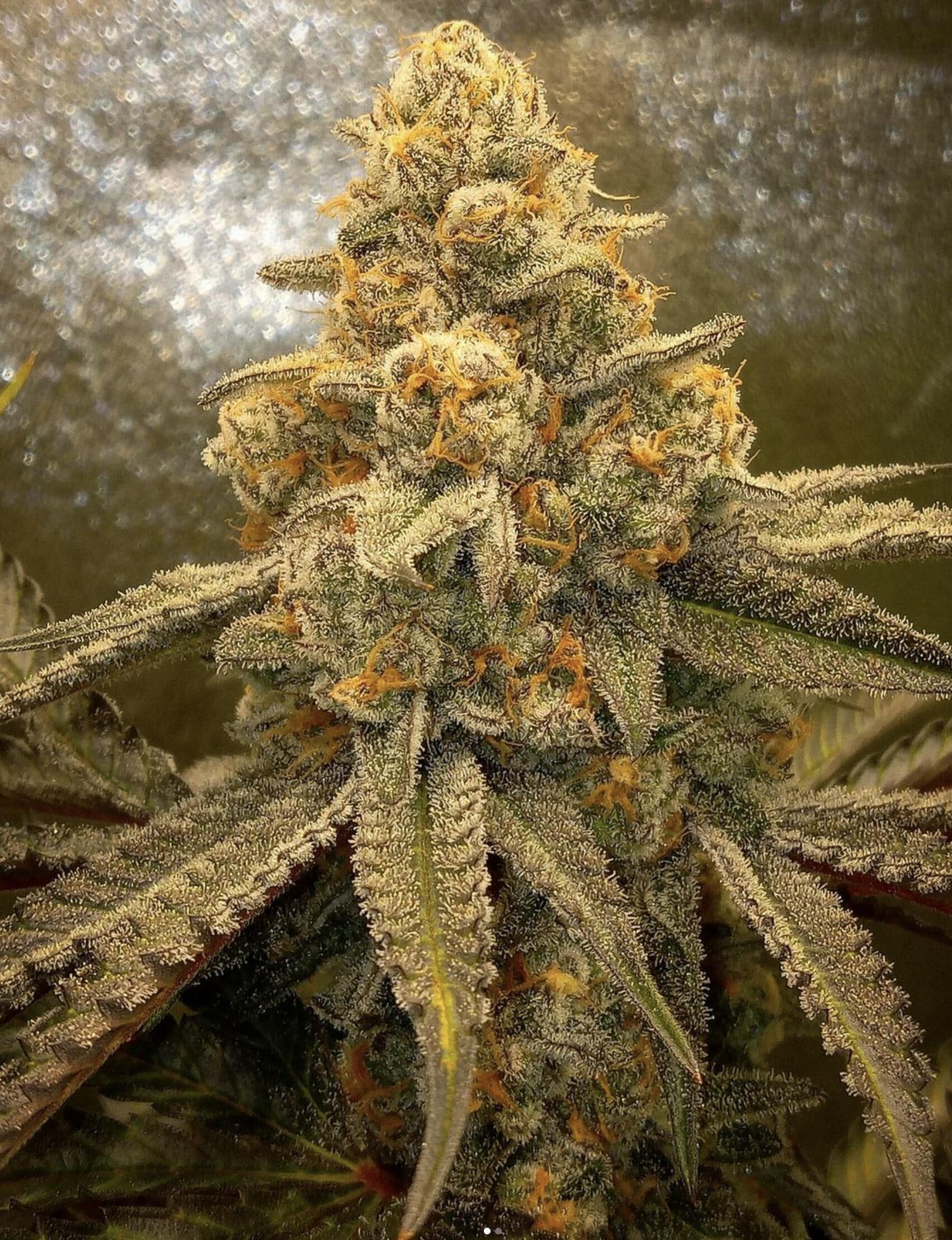 Blooze Traveler F1 (Blueberry Hashplant x Peanut Butter Breath) 7 Feminized Seeds - Image 2