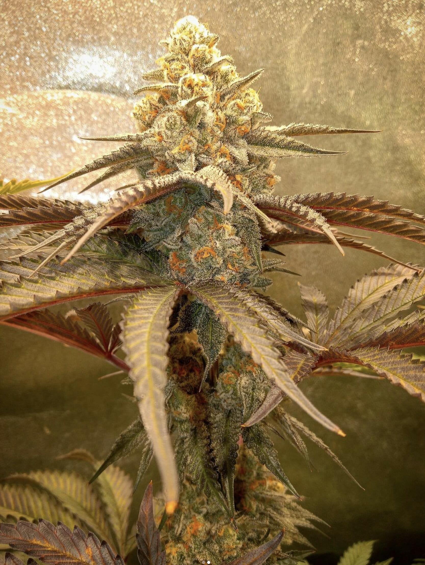 Blooze Traveler F1 (Blueberry Hashplant x Peanut Butter Breath) 7 Feminized Seeds - Image 3