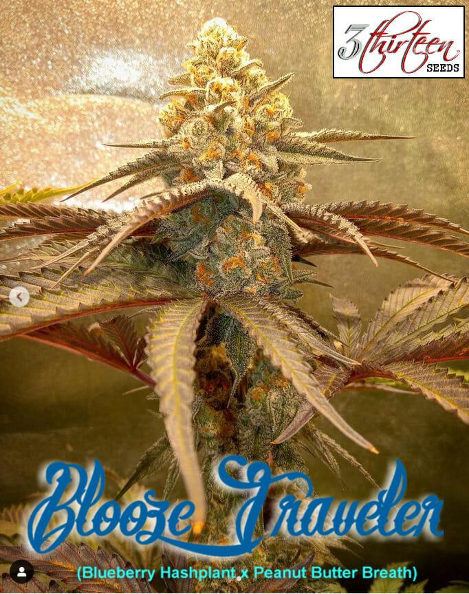 Blooze Traveler F1 (Blueberry Hashplant x Peanut Butter Breath) 7 Feminized Seeds