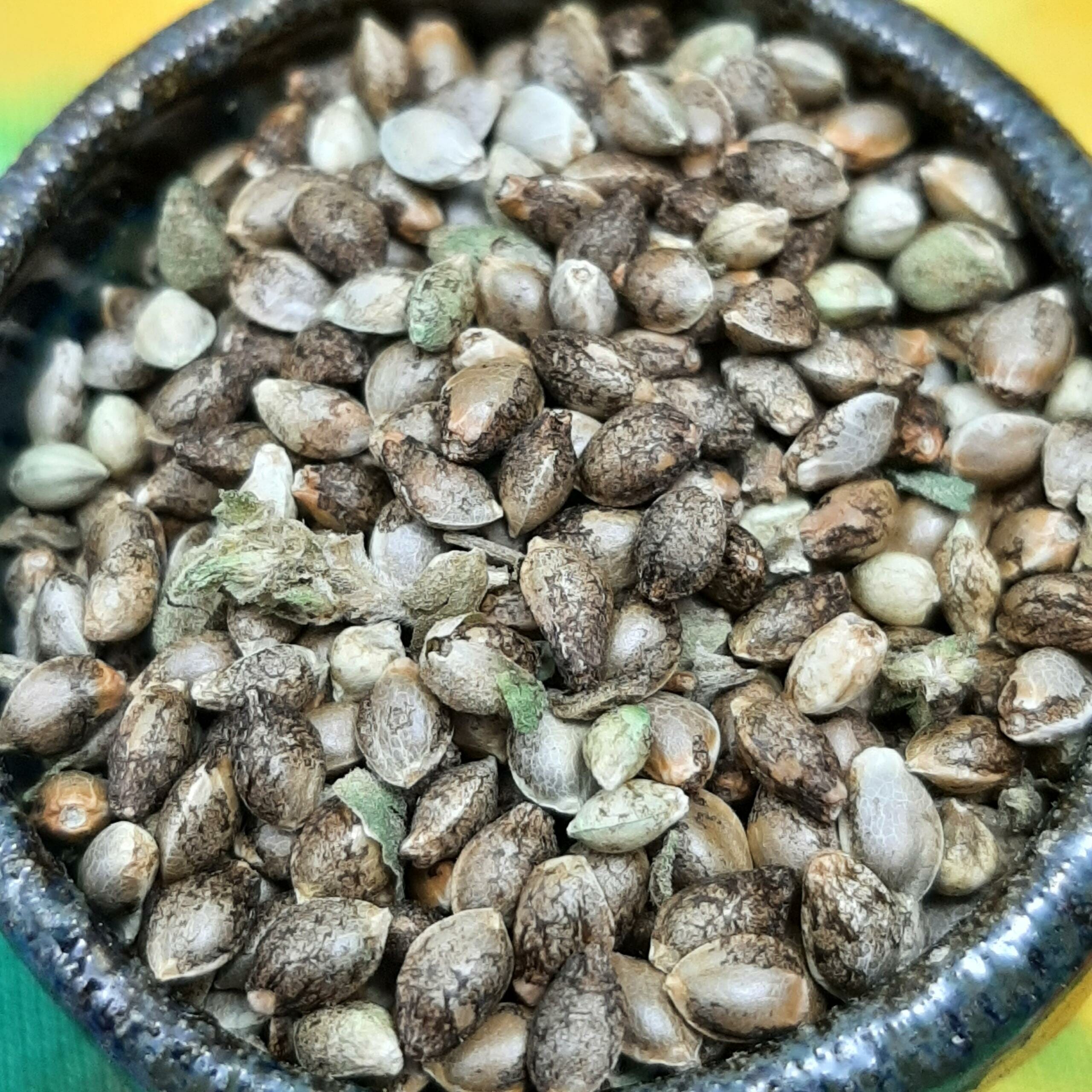 Pre-98 Bubba X Goat Supreme F1 15 Regular Seeds - Image 3