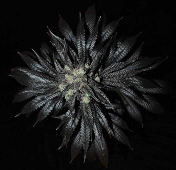 ChEmerald Kush F1 (Chem 4 x Cocoa Kush) 13 Regular Seeds - Image 6