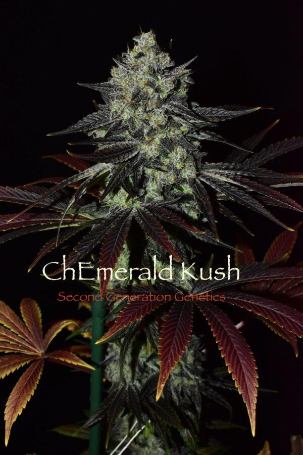 ChEmerald Kush F1 (Chem 4 x Cocoa Kush) 13 Regular Seeds