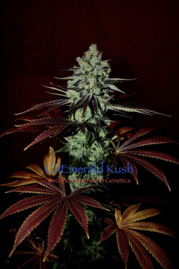 ChEmerald Kush F1 (Chem 4 x Cocoa Kush) 13 Regular Seeds - Image 4