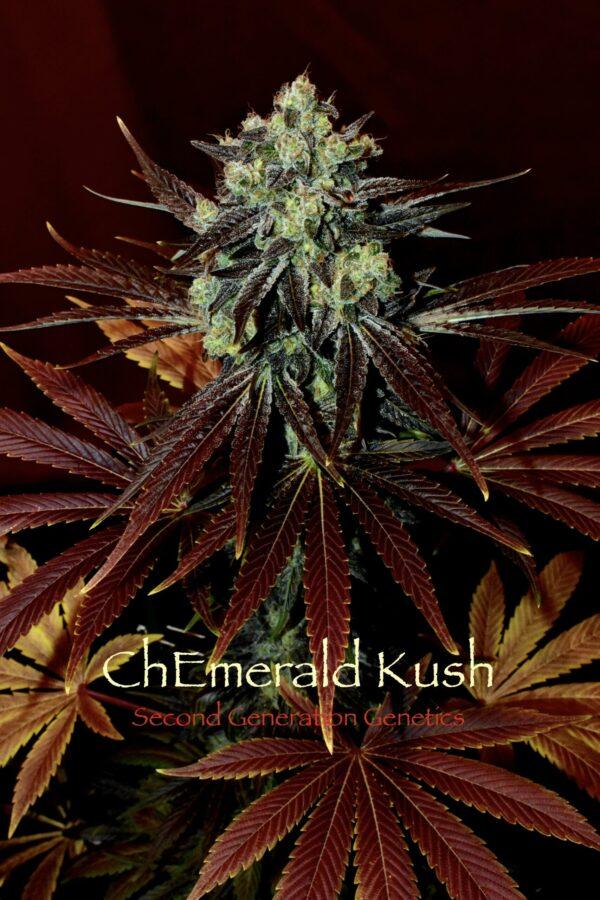 ChEmerald Kush F1 (Chem 4 x Cocoa Kush) 13 Regular Seeds - Image 3