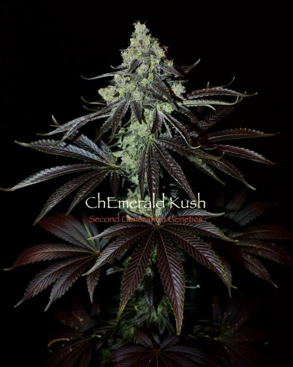 ChEmerald Kush F1 (Chem 4 x Cocoa Kush) 13 Regular Seeds - Image 2