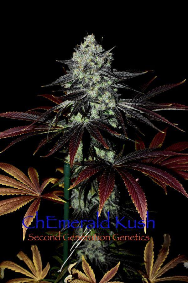 ChEmerald Kush F1 (Chem 4 x Cocoa Kush) 13 Regular Seeds - Image 5