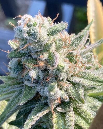 ChemDMT S3 (aka Chem D S3) 7 Feminized Seeds