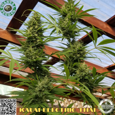 Kauai Electric Thai IG