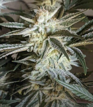 Kushana F1 (Platinum Silk × Maiden Voyage) 6 Feminized Seeds