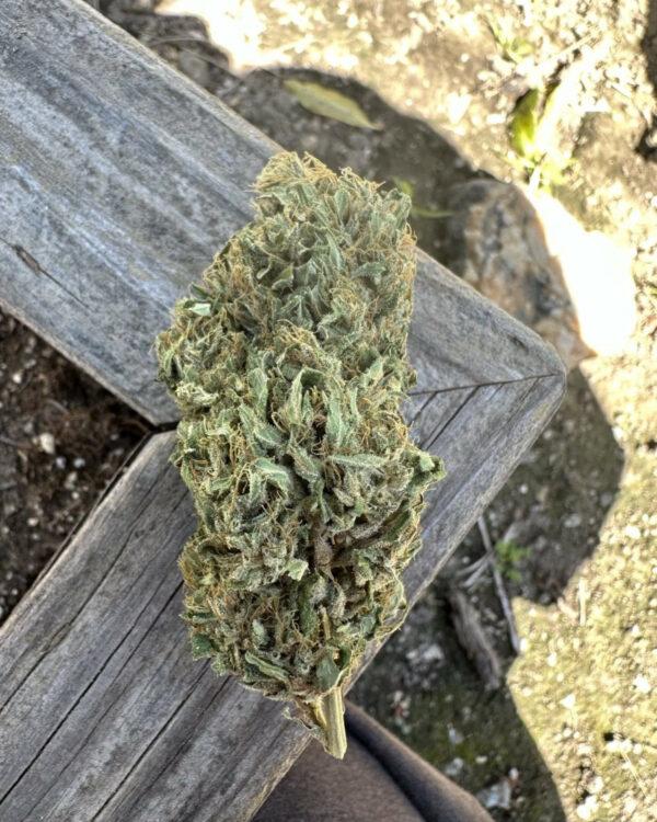 Maui Wowie Thai F1 10 Regular Seeds - Image 2