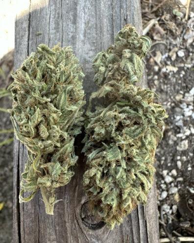Maui Wowie Thai F1 10 Regular Seeds