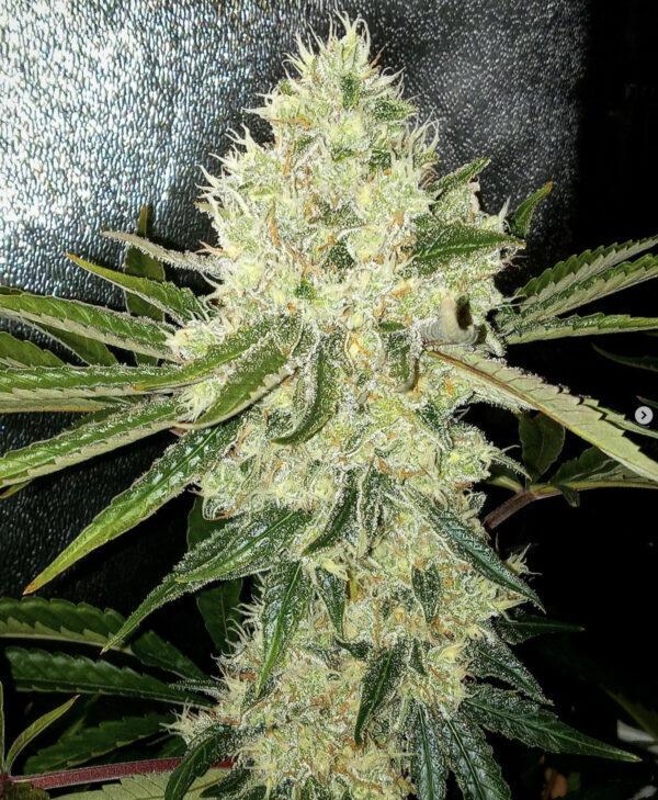 Michigan Medley F1 (Stonerberry x Peanut Butter Breath) 7 Feminized Seeds - Image 2