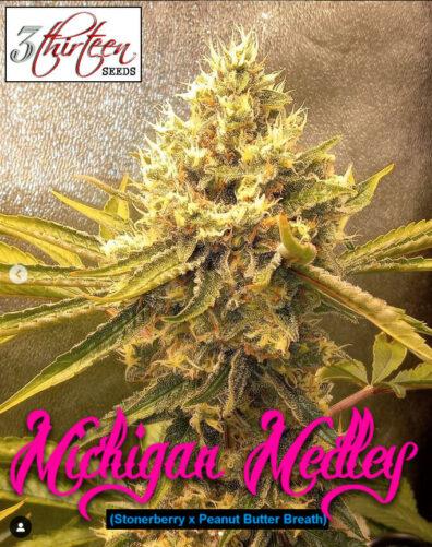 Michigan Medley F1 (Stonerberry x Peanut Butter Breath) 7 Feminized Seeds