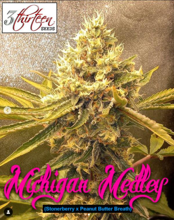 Michigan Medley F1 (Stonerberry x Peanut Butter Breath) 7 Feminized Seeds