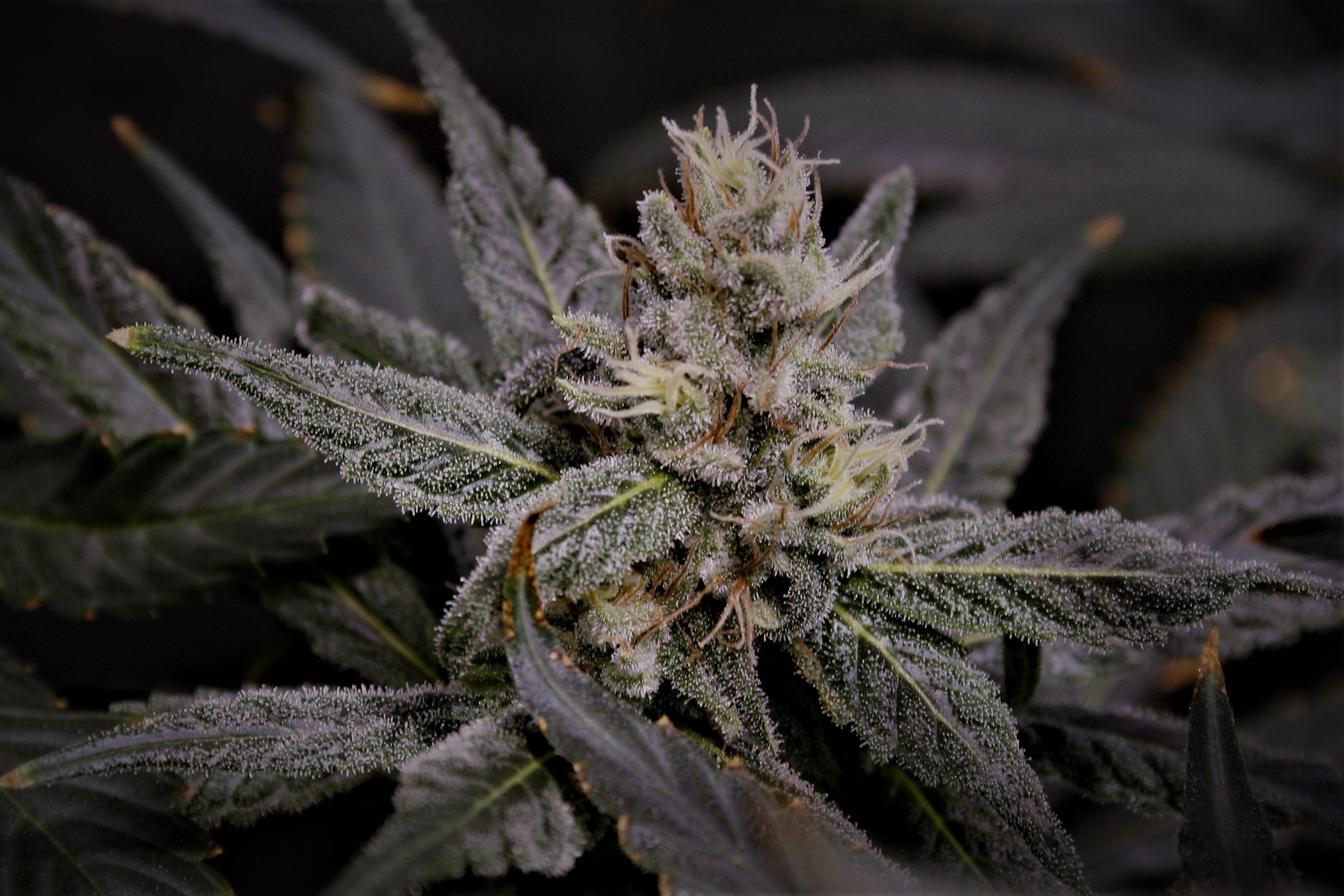 Moontan S1 10 Feminized Seeds - Image 3
