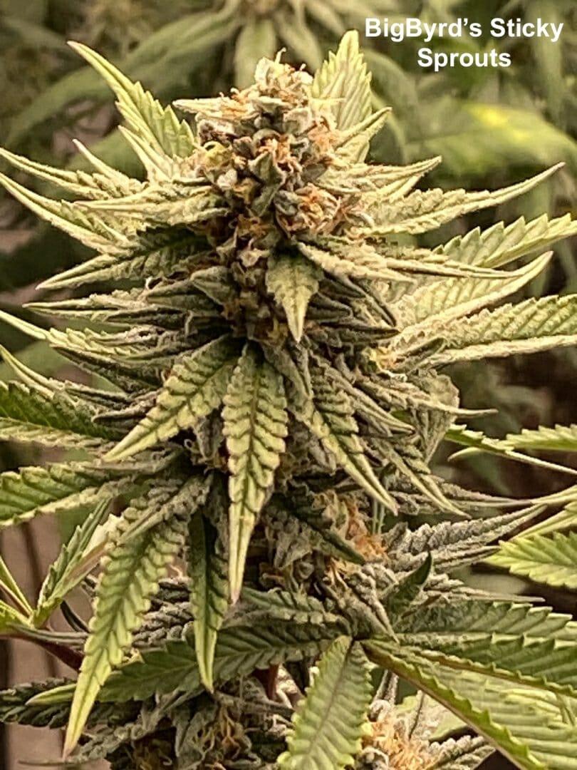 Moontan S1 10 Feminized Seeds