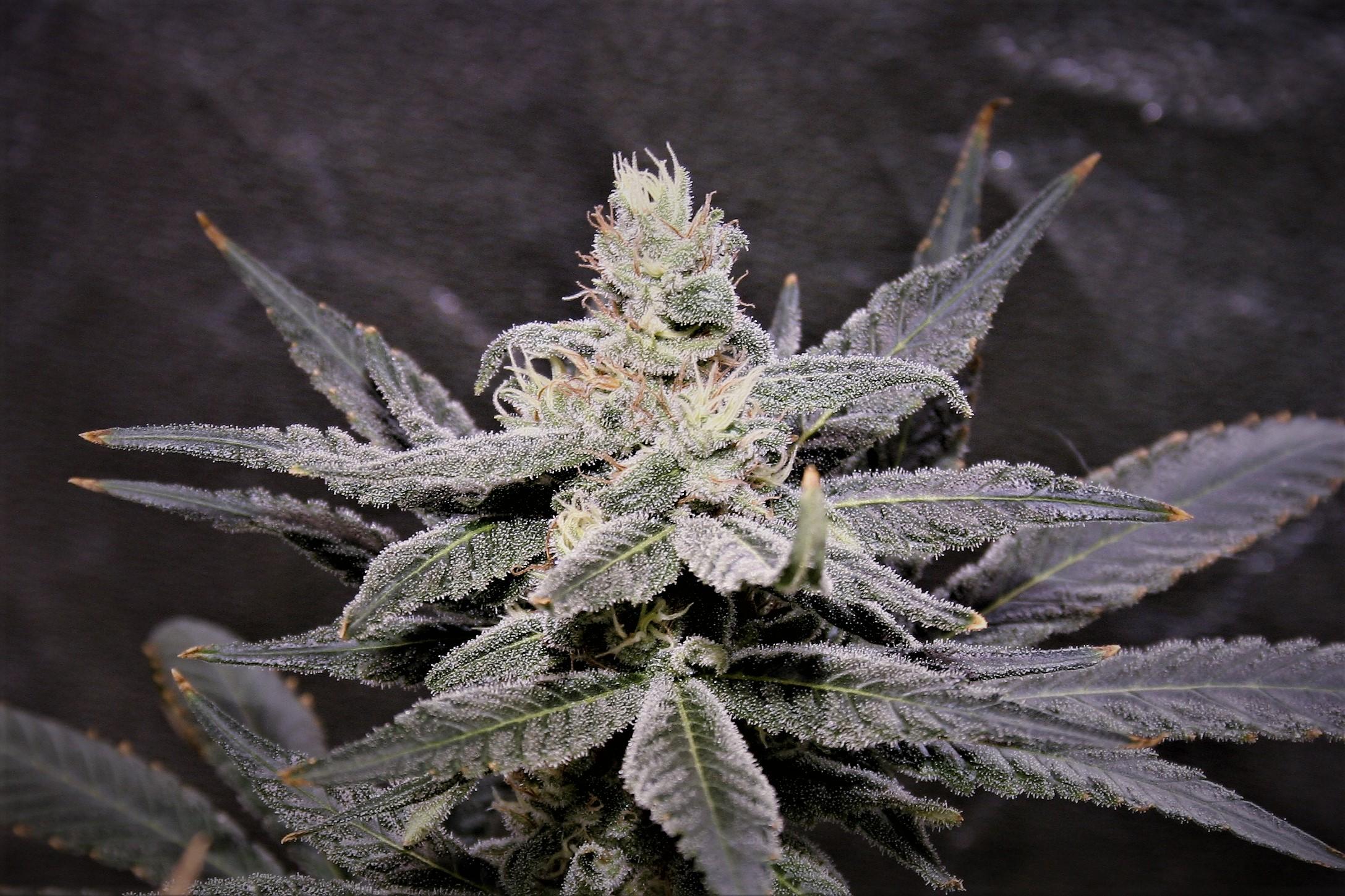 Moontan S1 10 Feminized Seeds - Image 2
