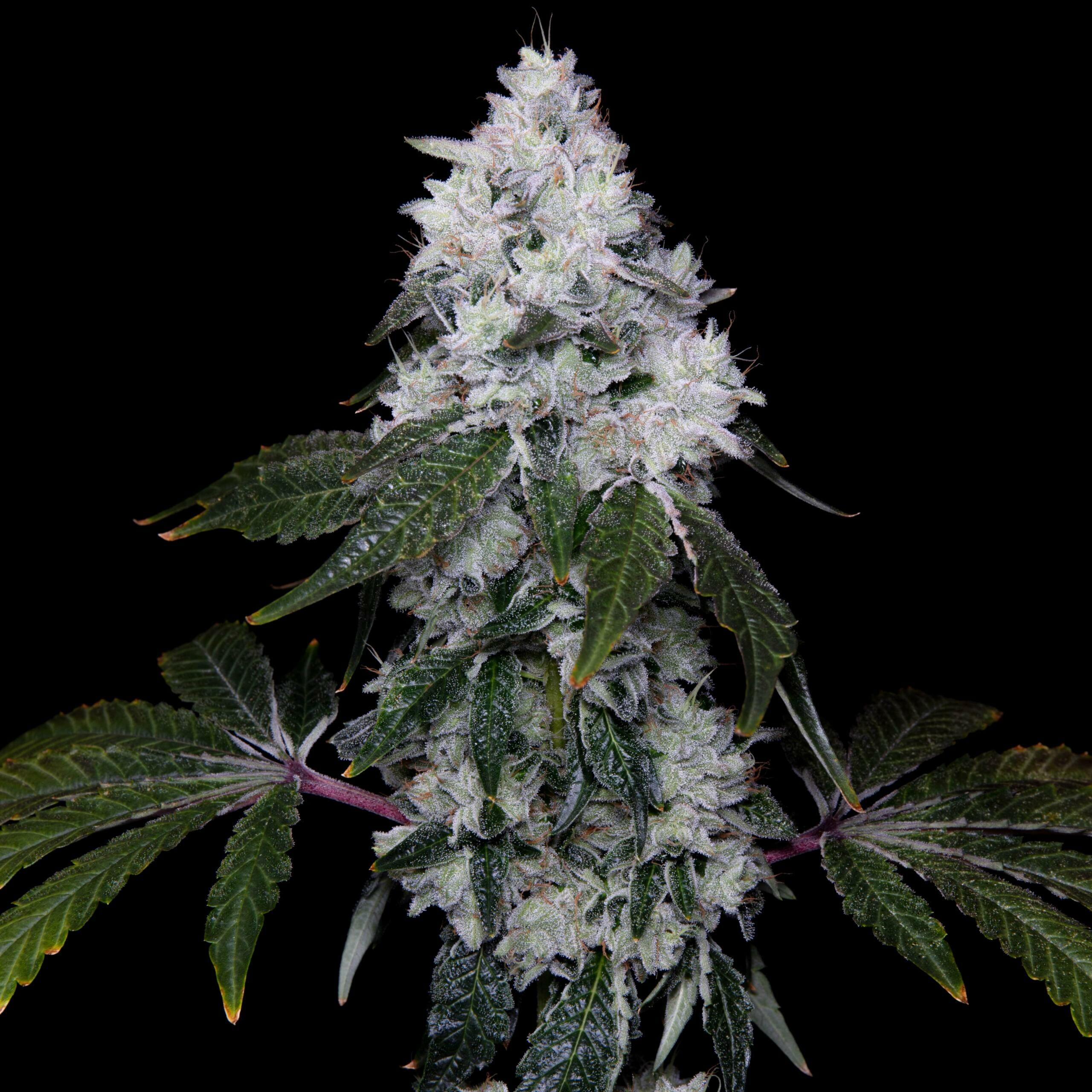 Romscotti F1 (Romulan x Biscotti) 6 Feminized Seeds - Image 2