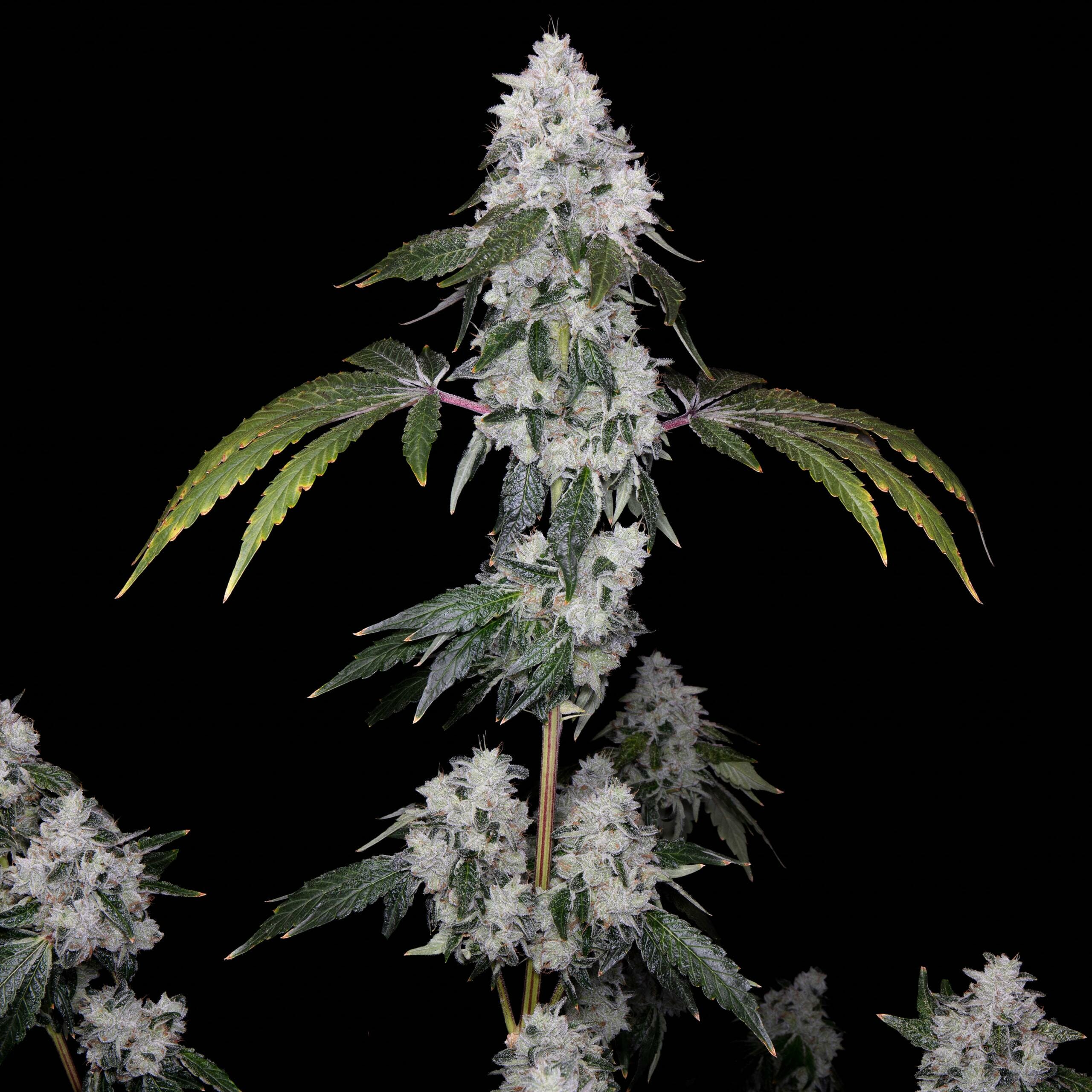 Romscotti F1 (Romulan x Biscotti) 6 Feminized Seeds - Image 3