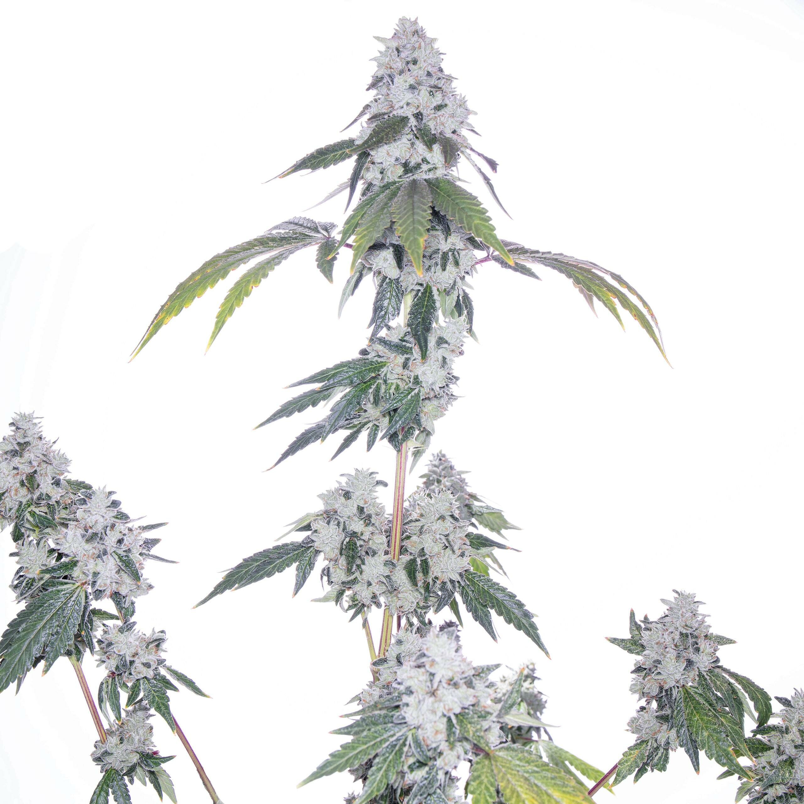 Romscotti F1 (Romulan x Biscotti) 6 Feminized Seeds - Image 5