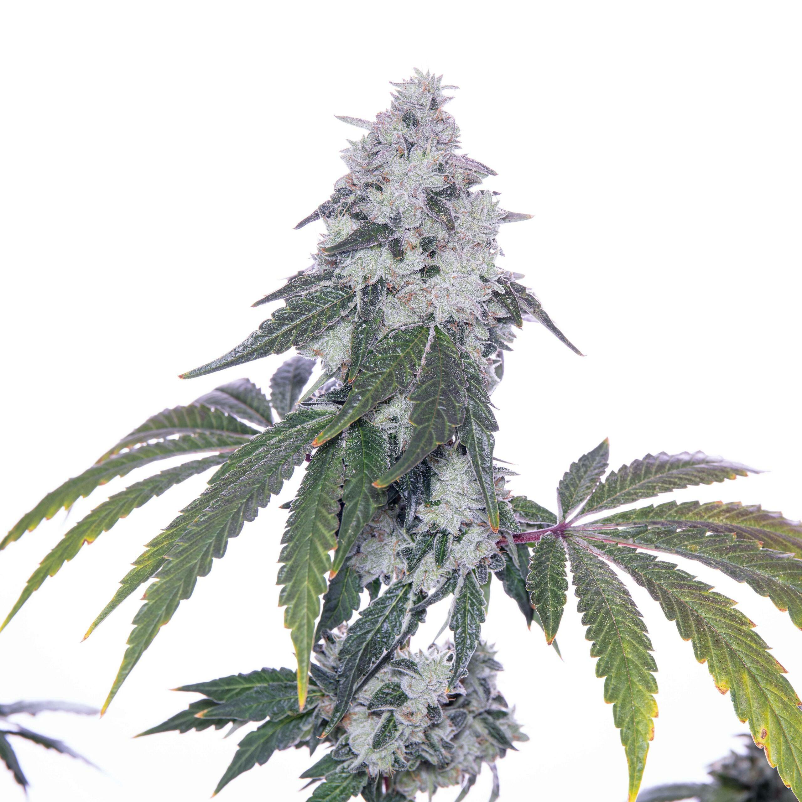 Romscotti F1 (Romulan x Biscotti) 6 Feminized Seeds - Image 6