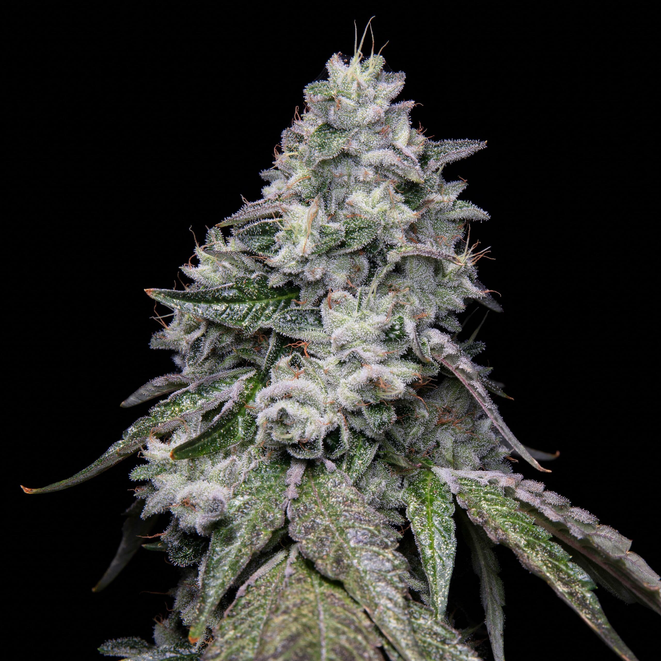 Romscotti F1 (Romulan x Biscotti) 6 Feminized Seeds - Image 4