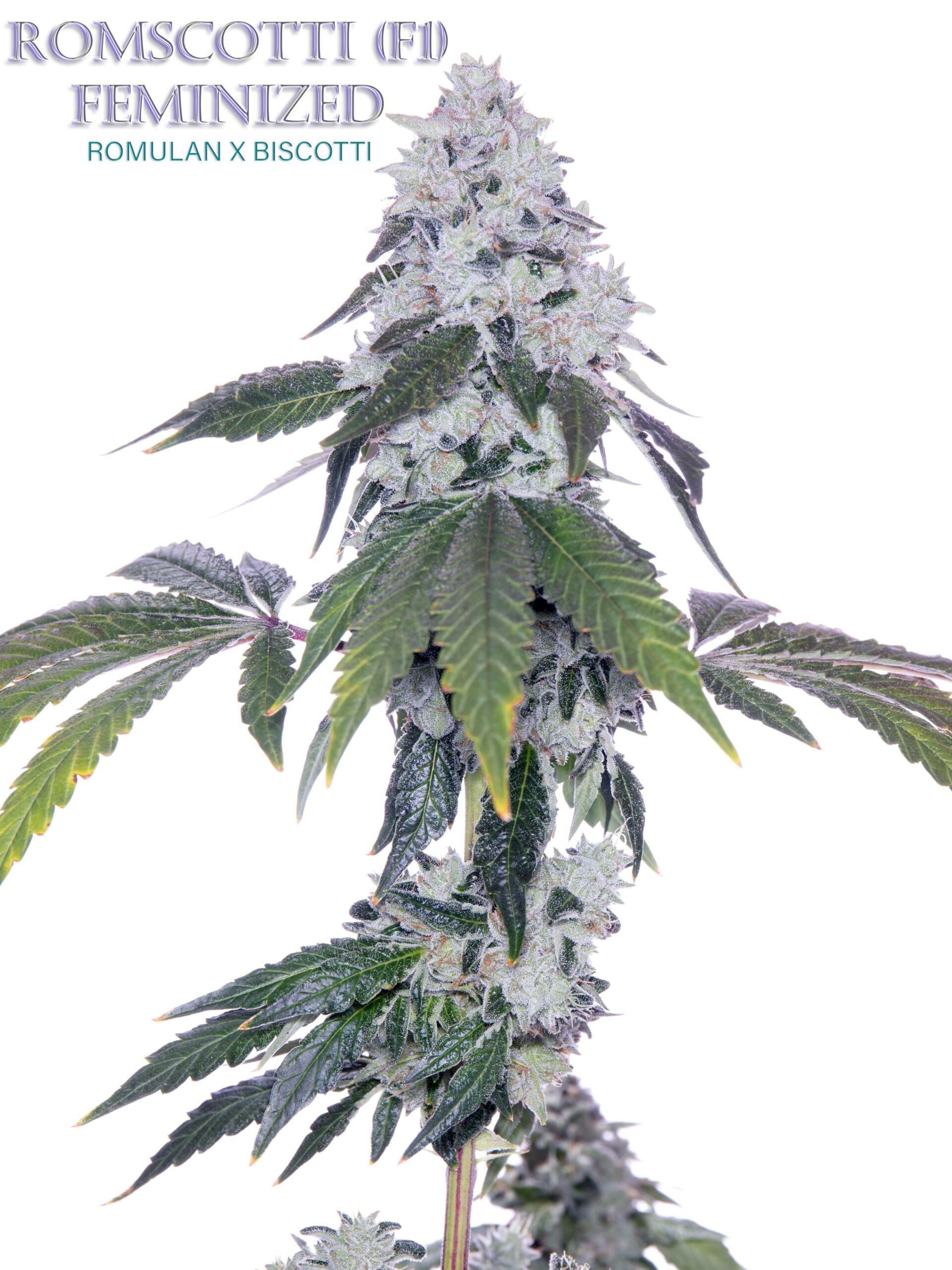 Romscotti F1 (Romulan x Biscotti) 6 Feminized Seeds - Image 7