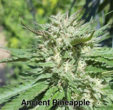 Ancient Pineapple F1 (Pineapple Express x AOG F2 PSM) 100 Regular Seeds