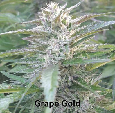 Grape Gold F1 (Ban Ham #21 x AOG F2 PSM) 100 Regular Seeds