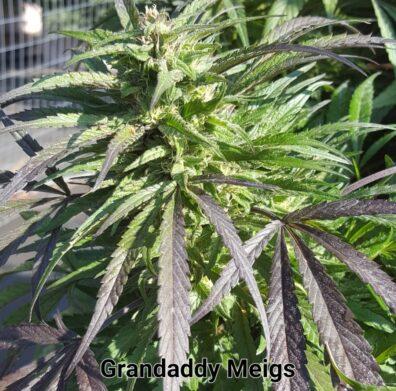 Grandaddy Meigs F1 ([{Meigs x Landrace} x GDP] x AOG F2 PSM) 100 Regular Seeds
