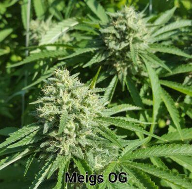 Meigs OG F1 (Meigs Gold x AOG F2 PSM) 100 Regular Seeds