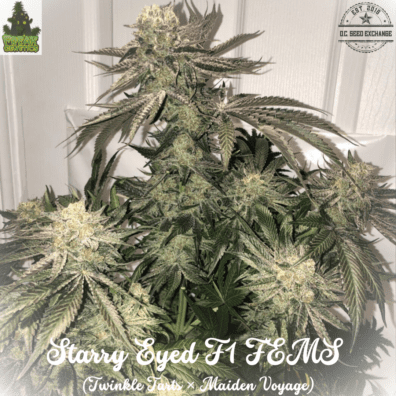 Starry Eyed F1 (Twinkle Tarts × Maiden Voyage) 6 Feminized Seeds